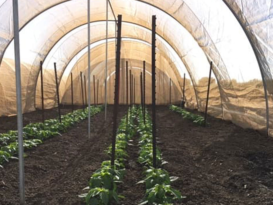 Agricultural Cover over a growing crop protecting it from bugs